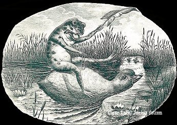 UT Frog-Duck- cigar box label