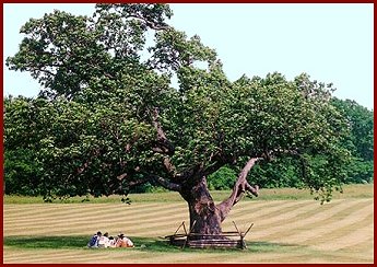 Mercer Oak Tree