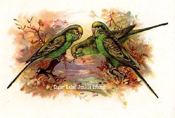 Parakeet- cigar box label