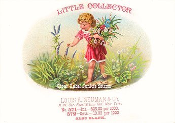 Little Collector cigar box label