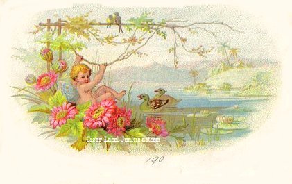 UT Cherub/Duck- cigar box label