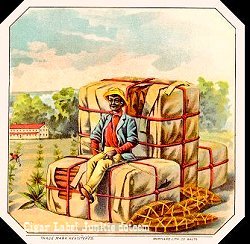 UT Bail Cotton cigar label