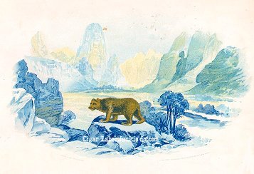 UT Bear- cigar box label